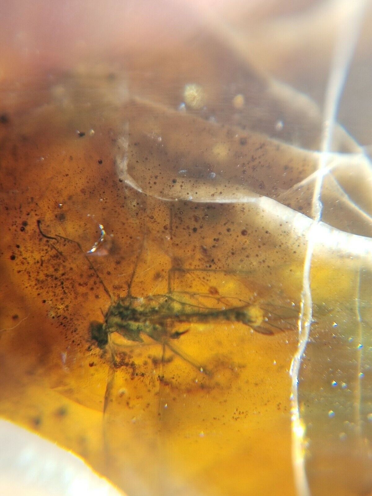 unique unknown fly bug Burmite Myanmar Burmese Amber insect fossil dinosaur age