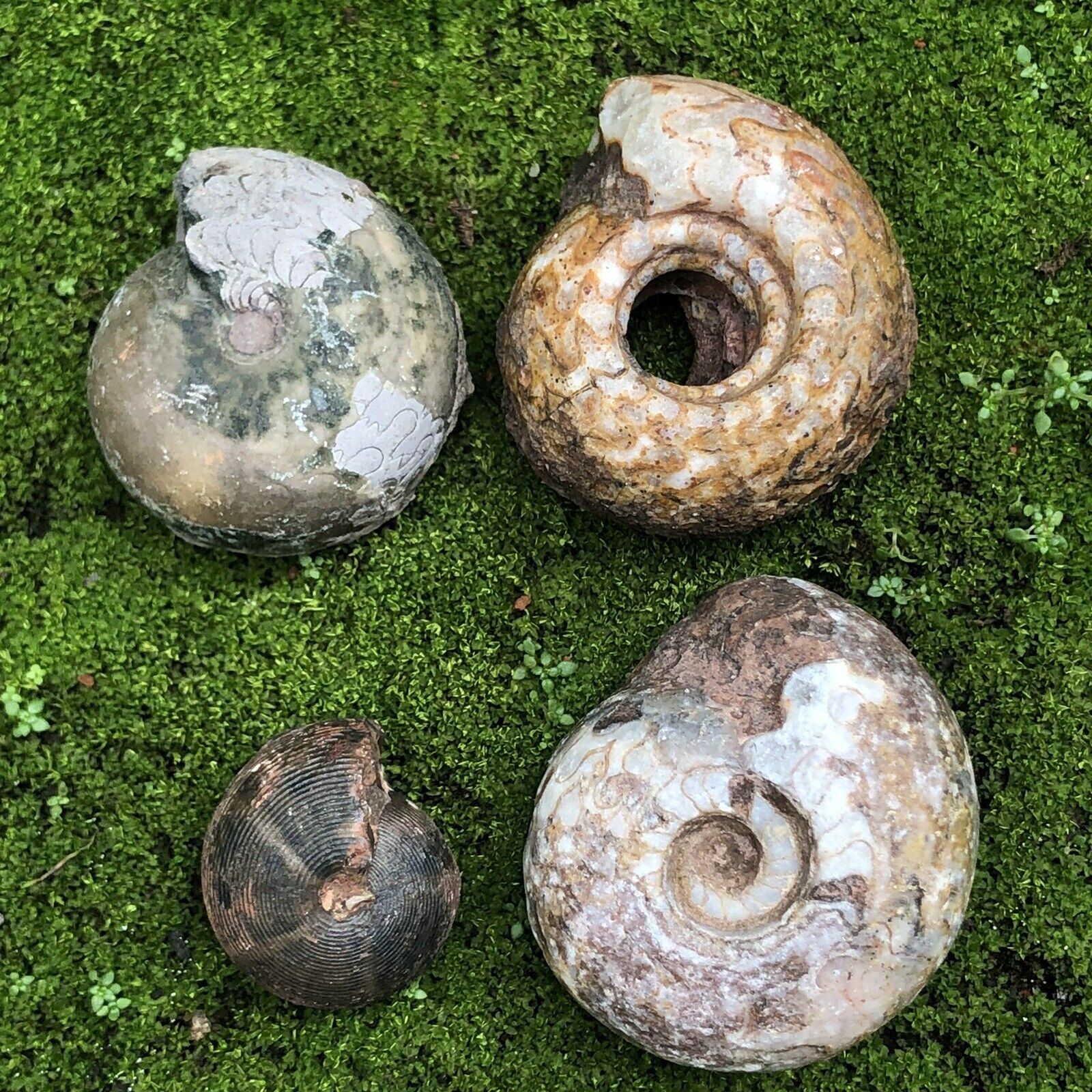 4 pcs Mixed Packages of AMMONITE FROM THE DEMOCRATIC REPUBLIC OF TIMOR LESTE