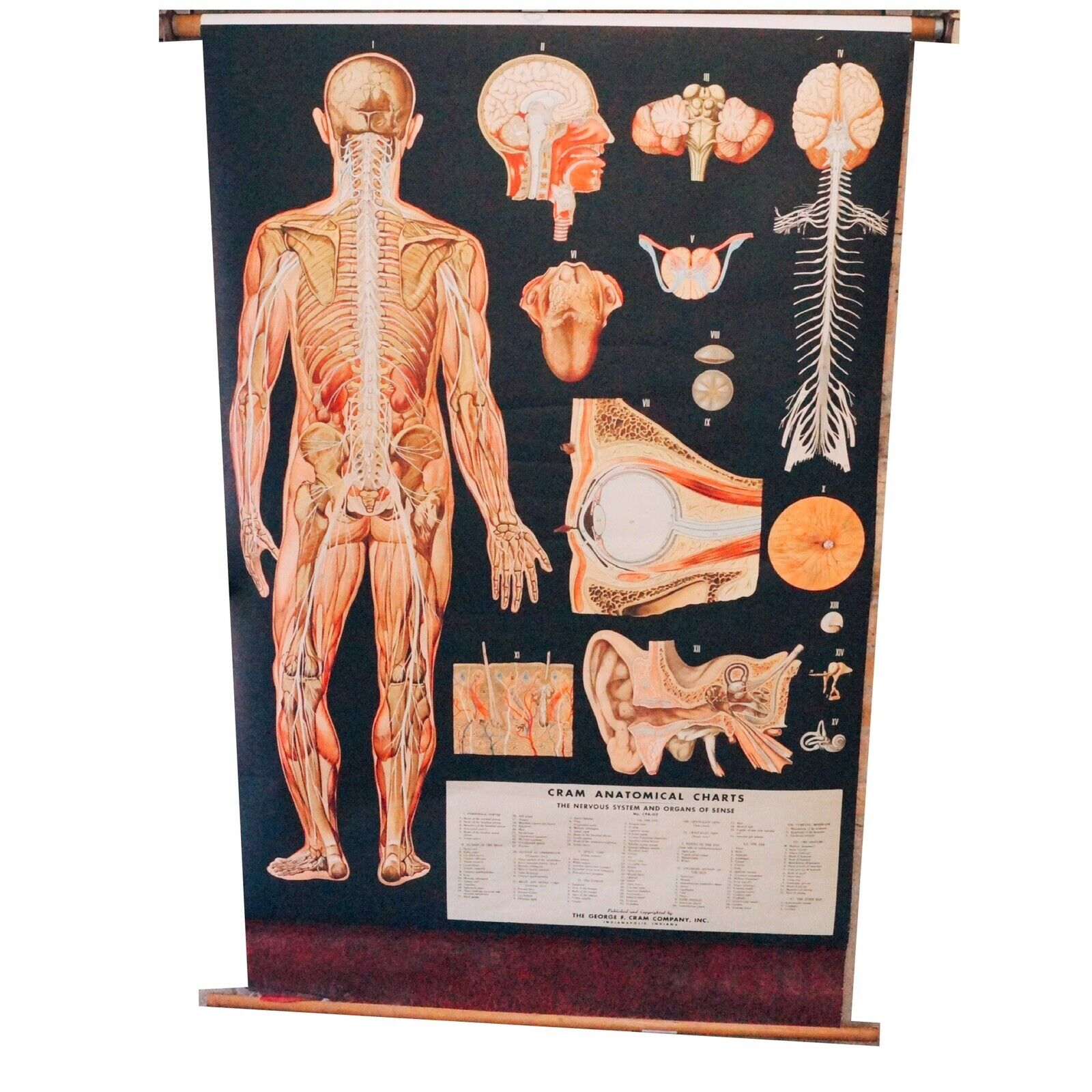 Vintage Cram Anatomical Chart 62 Inch Tall Rolled Nervous System Organs of Sense