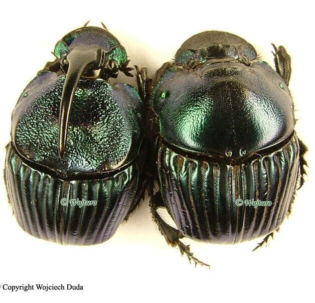 Phanaeus pilatei - pair, Very rare, Small size