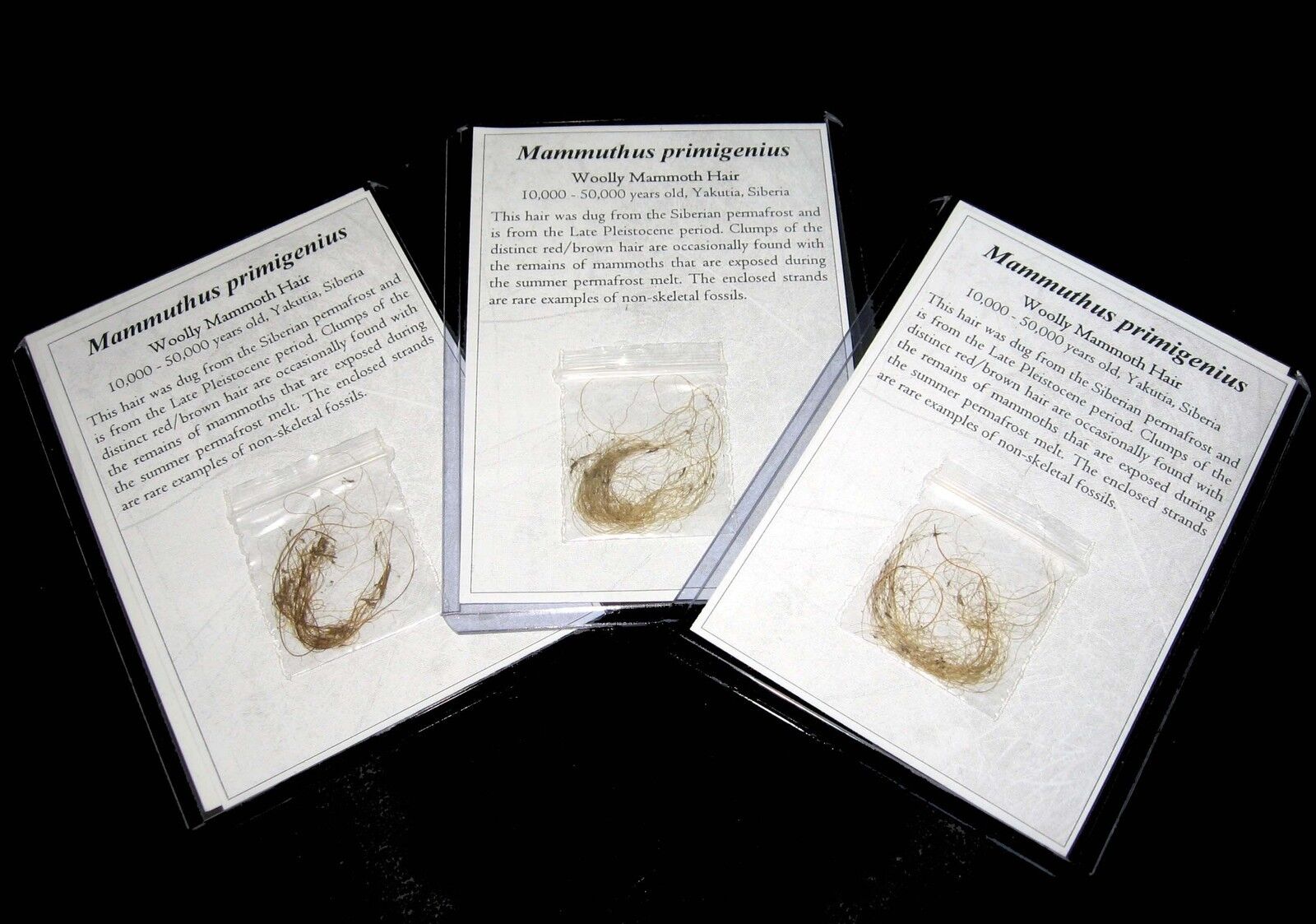 Pleistocene ice age woolly Mammoth hair Permafrost fossil not ivory