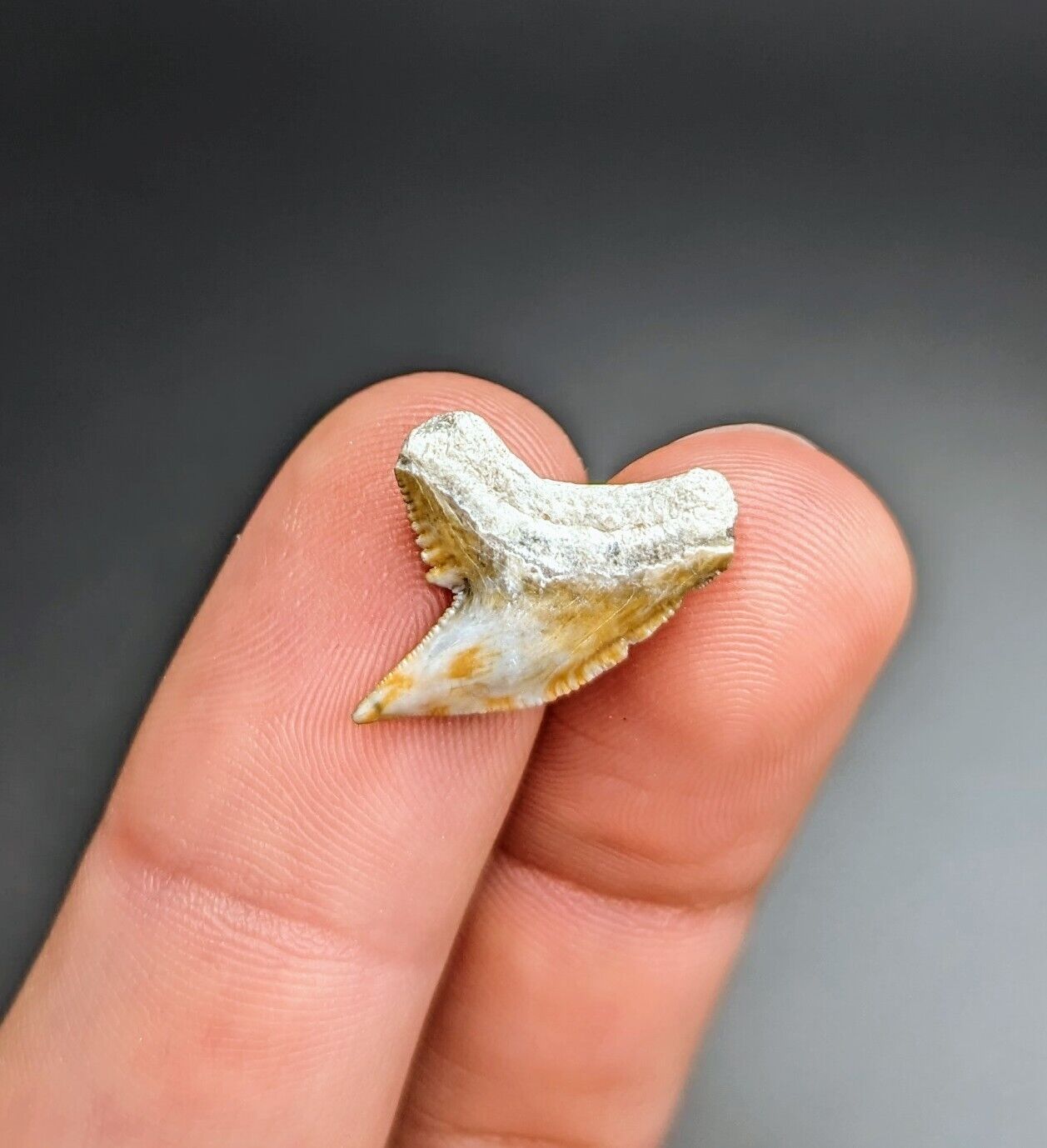 Sweet White And Yellow Tiger Shark Tooth From Gainesville Florida