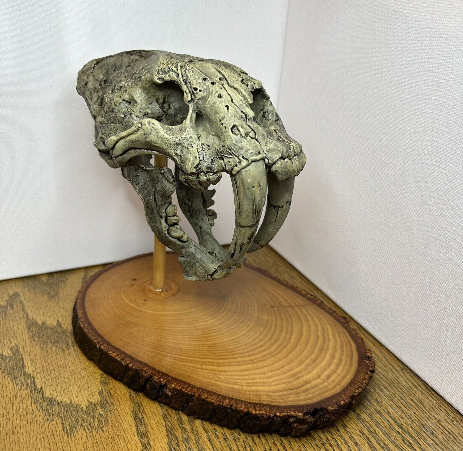 Sabertooth Tiger Skull-3d Printed With Hand Made Wood Base (Open To Offers)