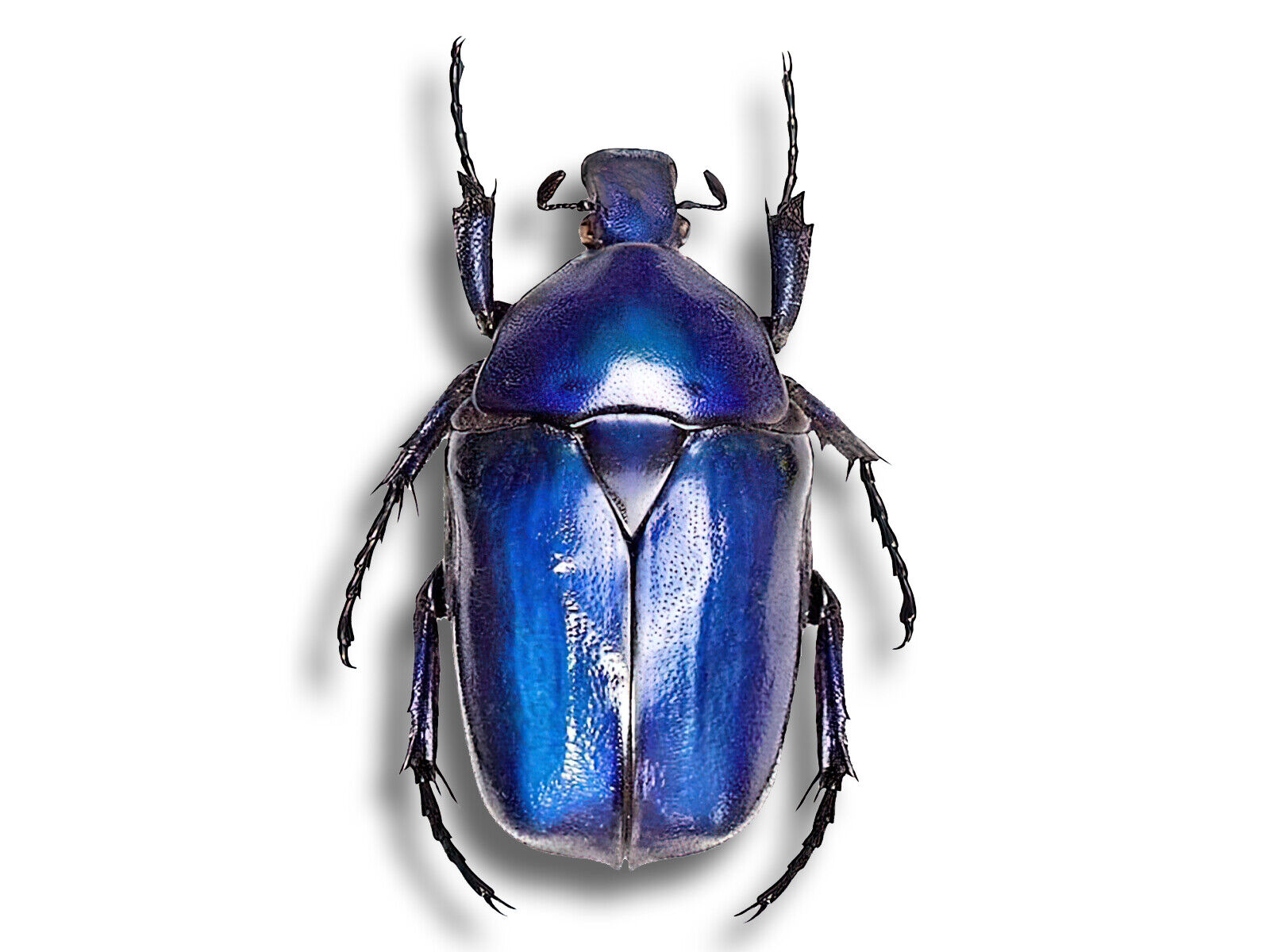 Real Cetoniidae Torynorrhina Rhomborrhina flammea BLUE Beetle 35mm Unmounted USA