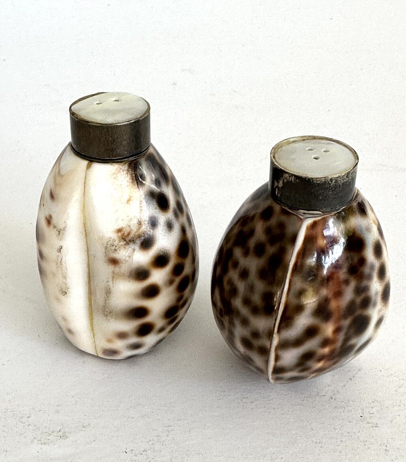 Sea Shell Salt & Pepper Set By Two\'s Company India Mint New 2.5”