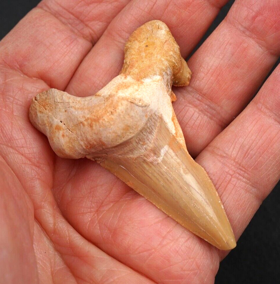 Large OTODUS Shark Tooth 2.21\