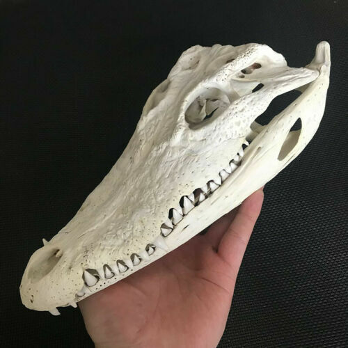 1Pcs Real Animal skull Amphibian crawl Taxidermy 8.5\