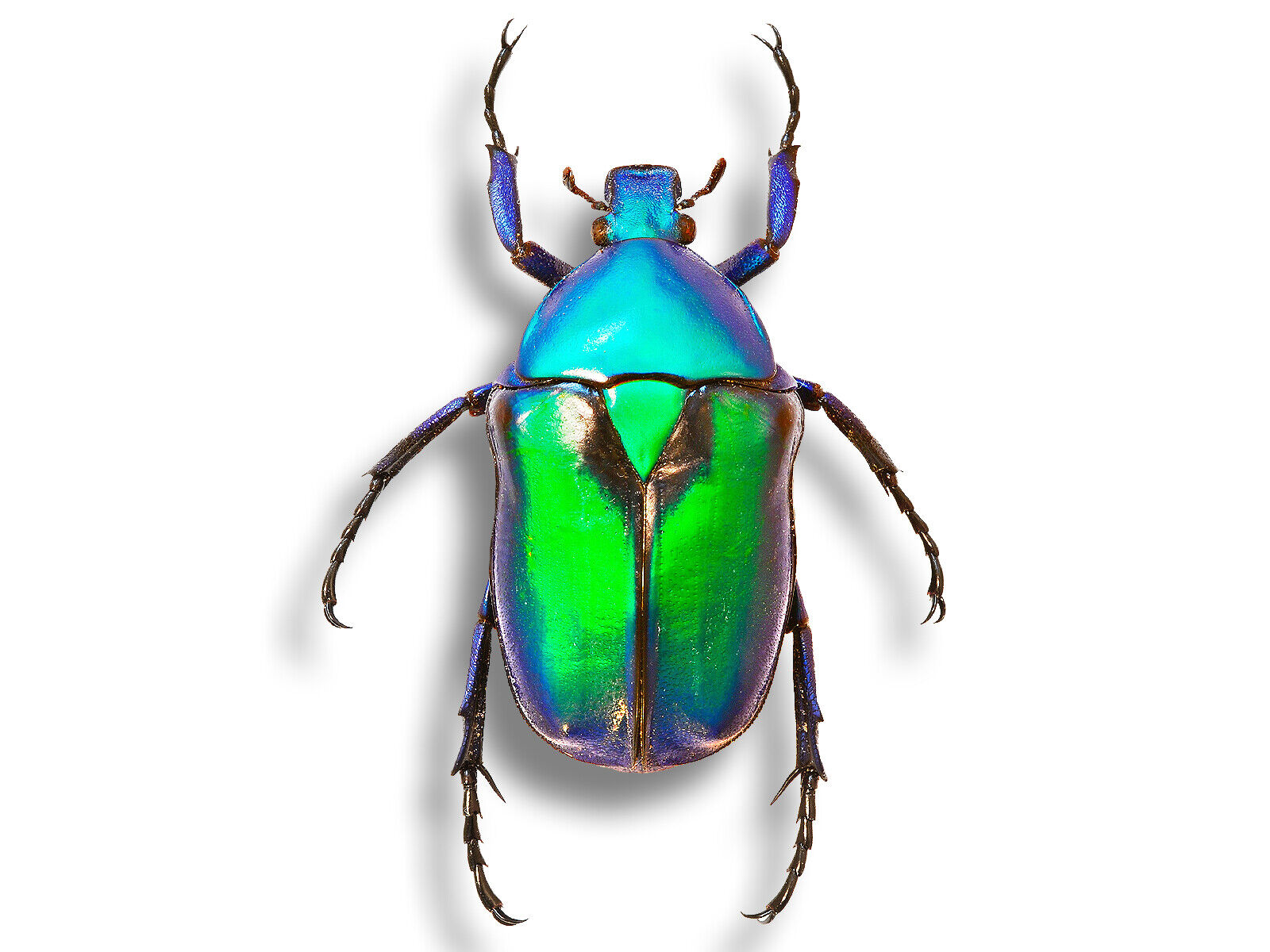 Real Cetoniidae Rhomborrhina chatanayi Lrg Metallic Beetle Insect Unmounted USA