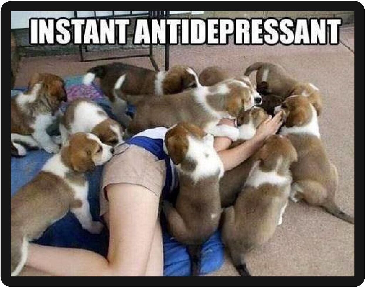 Funny Dog Humor Instant Antidepressant Refrigerator Magnet 