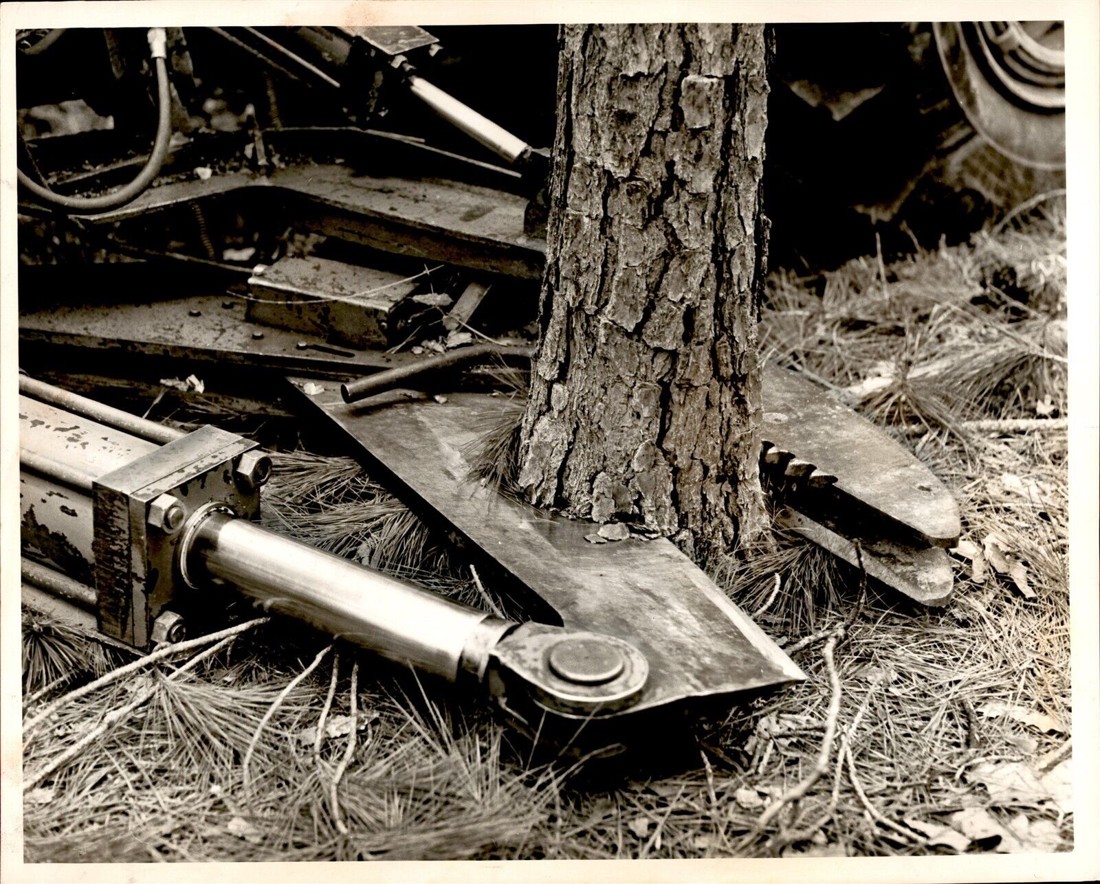 LG13 Original Lavendar Photo PULPWOOD INDUSTRY Deforestation Saw Harvesting