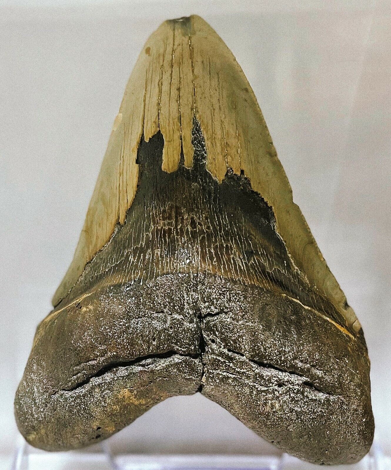 Genuine Authentic Enormous 4.97” Megalodon Fossil Shark Tooth with COA