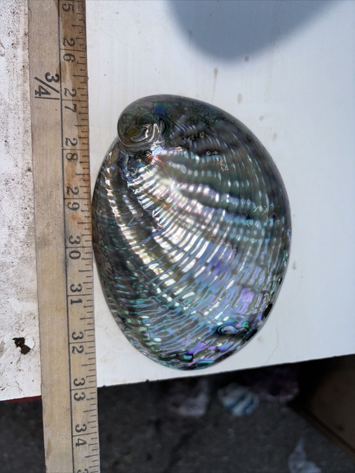 Fully polished abalone shell