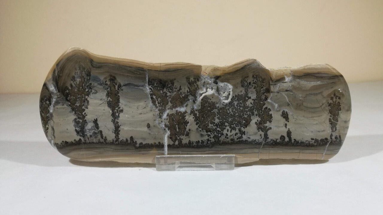 Cotham Marble (Fossilised Algae) - Stromatolite - Polished Slab Bristol UK 165mm