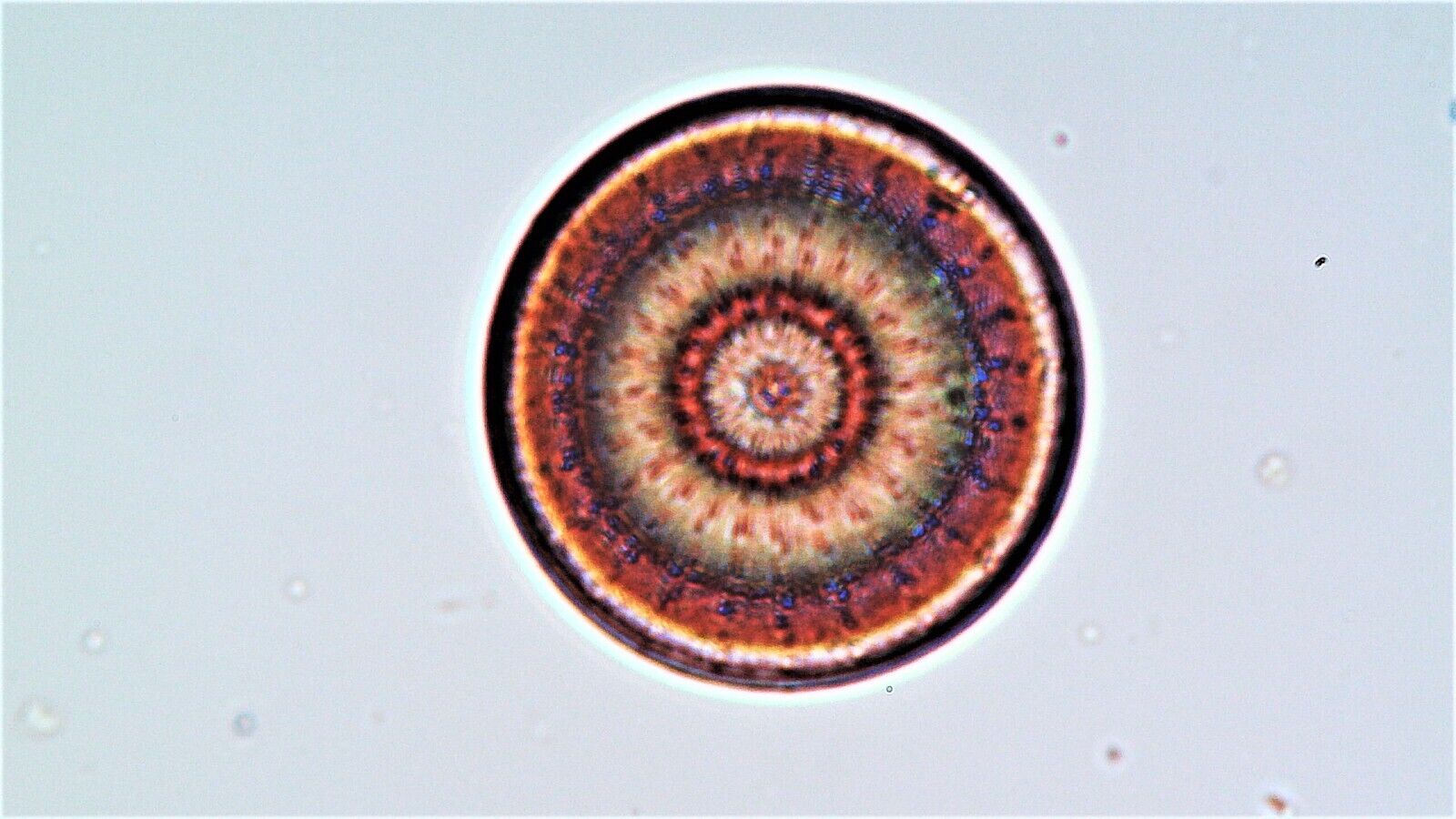 Antique Microscope Slide. Diatom. Actinocyclus Ehrenbergii by W.Watson.