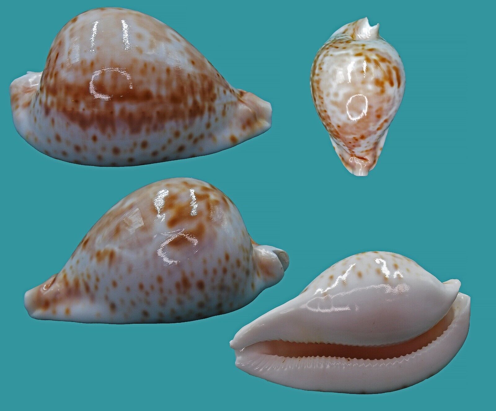 Cypraea Hesitata  93.2  Lake Entrance  SELECTED Seashell