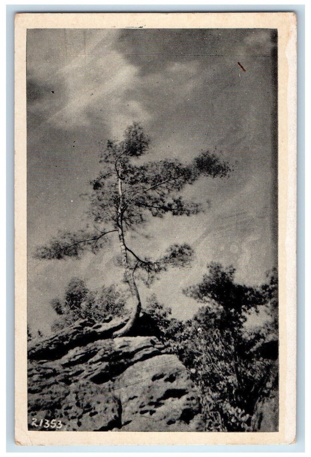 c1940 Lone Pone Cook Forest State Park Pennsylvania PA Vintage Antique Postcard