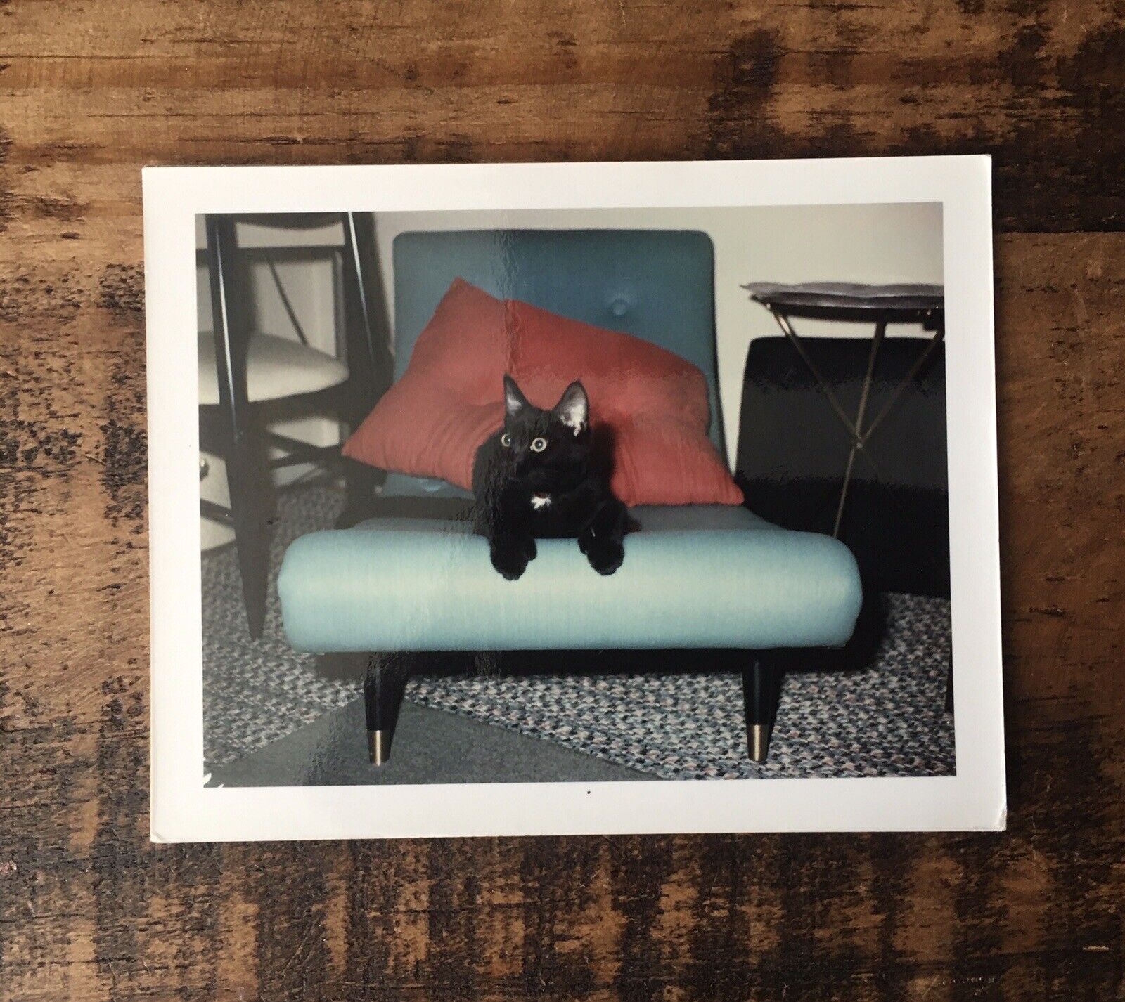 Vintage Color Photo BLACK CAT ON RETRO CHAIR white border