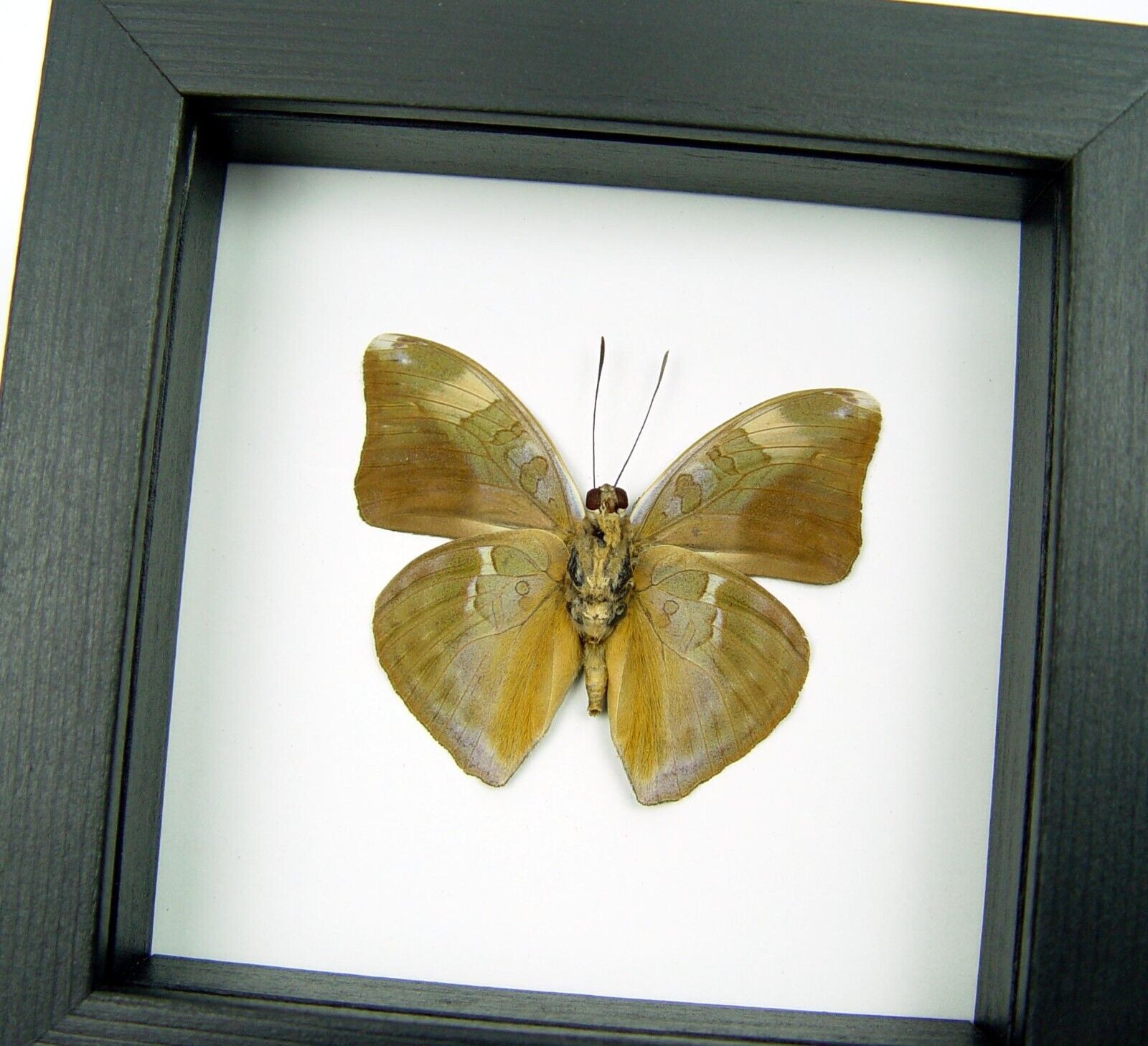 Framed Butterfly Bebearia species verso Green Leaf Mimic Classic Black Display