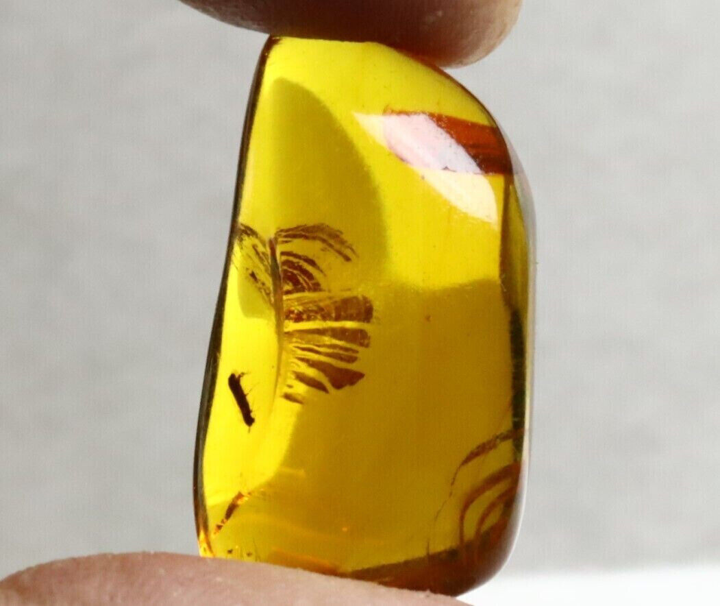 Natural Dominican Clear Amber Polished Fossil Insect Stone 33mm