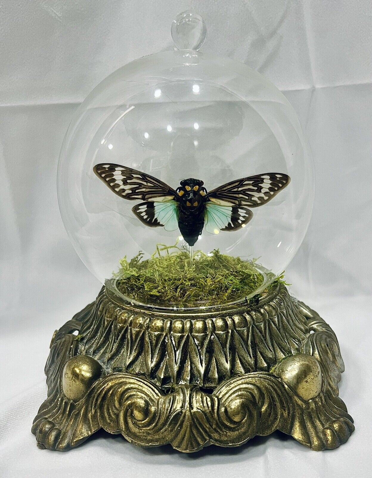 Preserved Cicada In Glass Dome With Moss On An Ornate Antique Brass Lamp Base.