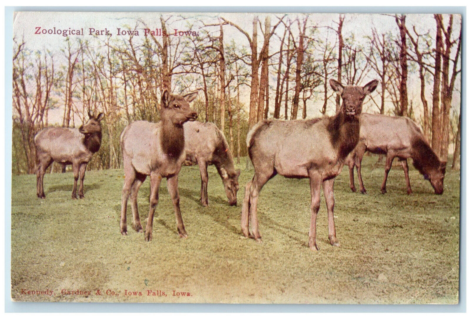 c1910 Animal Scene at Zoological Park Iowa Falls Iowa IA Antique Postcard