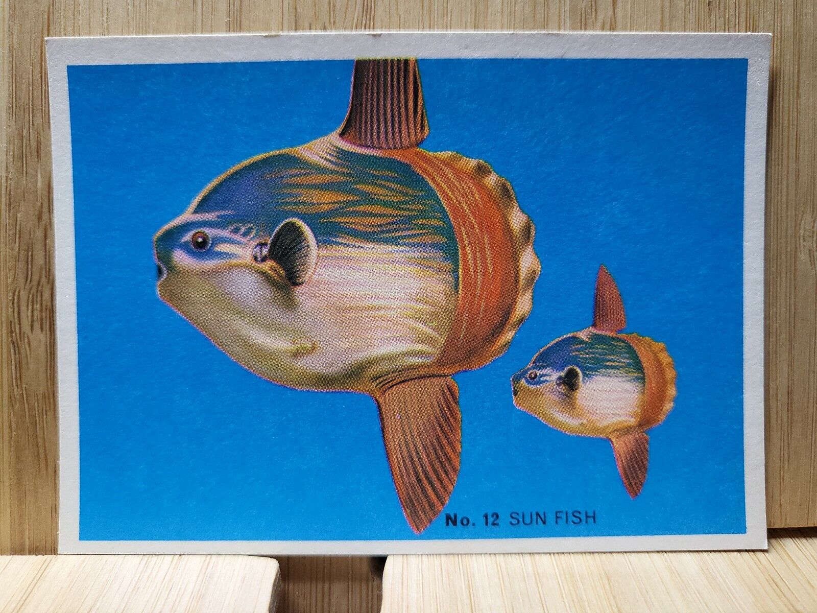 WEET BIX Deep Sea Wonders🏆1965 #12 SUN FISH Card🏆FREE POST