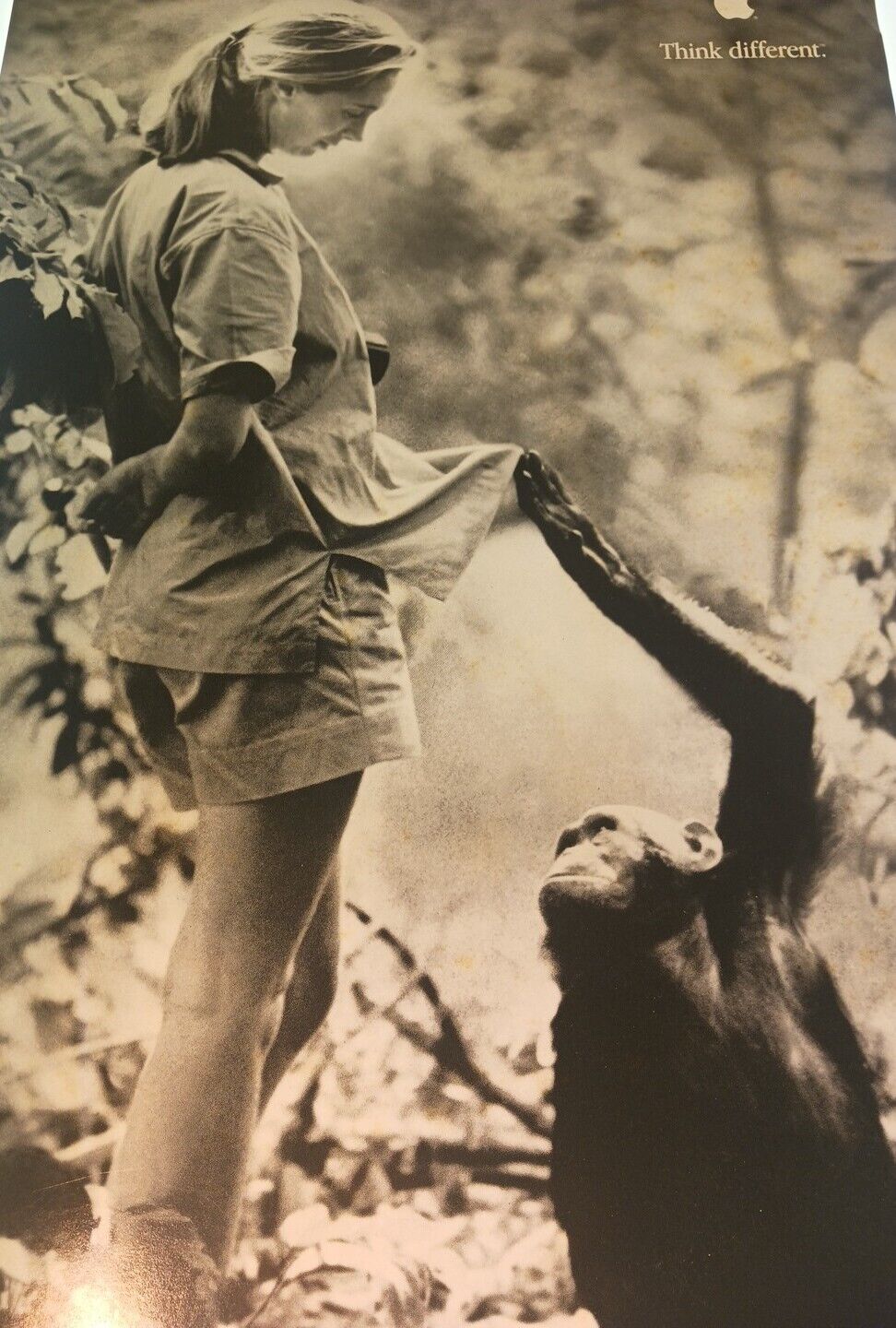 Photographic Images Jane Goodall And Chimp Apple Think Different Campaigns 90s