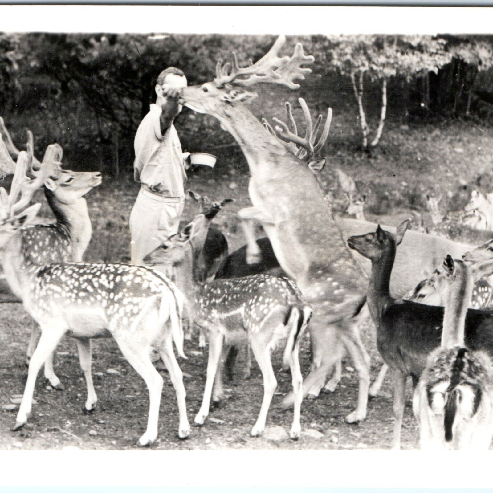 c1940s Catskill, NY Zoo RPPC Game Farm Feed Deer Photo Postcard Lindemann A100