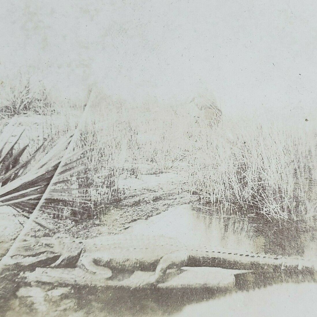 South Florida Alligator Swamp Everglades Wetland Antique Photo Stereoview I203