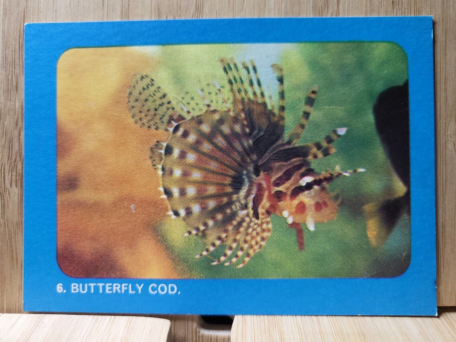 Weet Bix Australian Underwater World🏆#6 BUTTERFLY COD 1964 Card🏆
