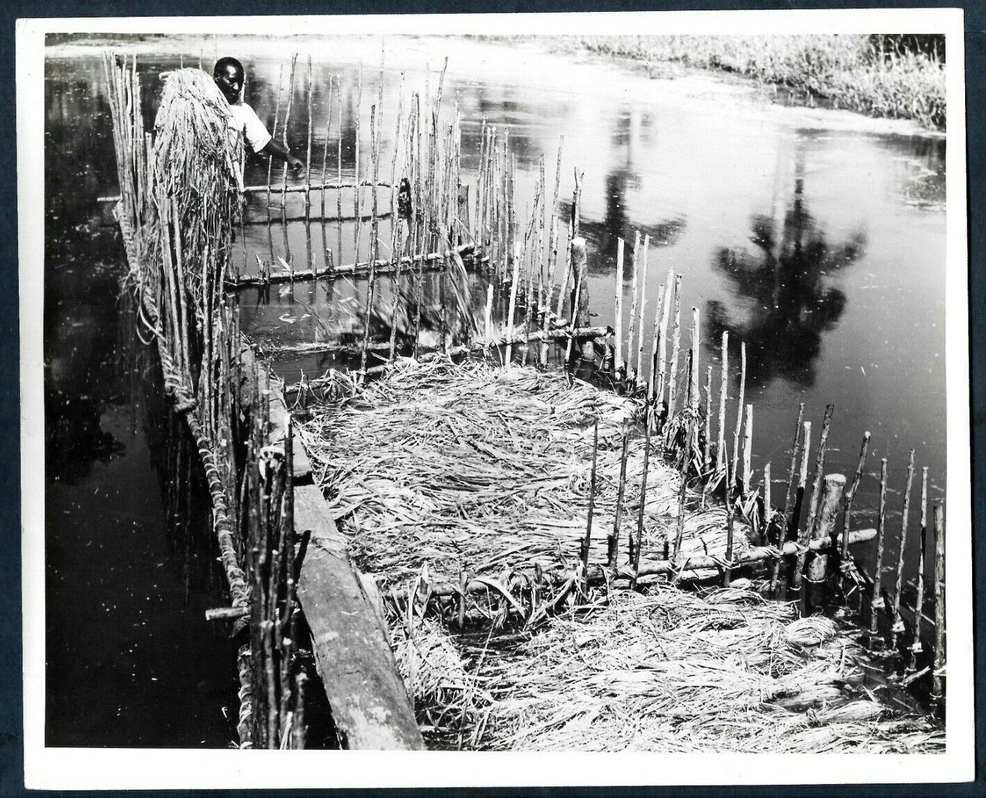 KENAF PLANT NEW COMMERCIAL CROP FOR WESTERN HEMISPHERE1950s VINTAGE Photo Y 195
