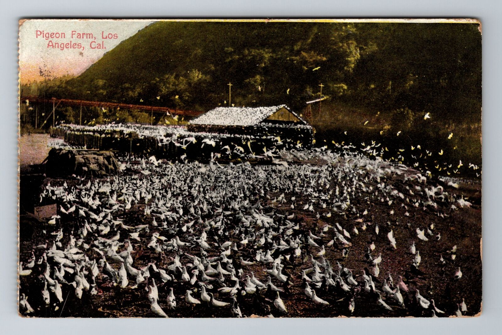 Los Angeles CA-California, Pigeon Farm, Vintage Postcard