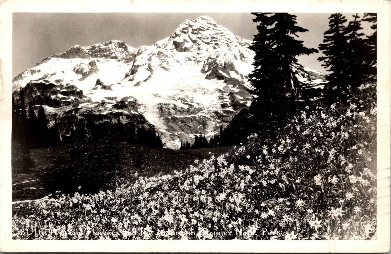 Vtg 1940s Wild Flowers and the Mountain Rainier National Park WA RPPC Postcard