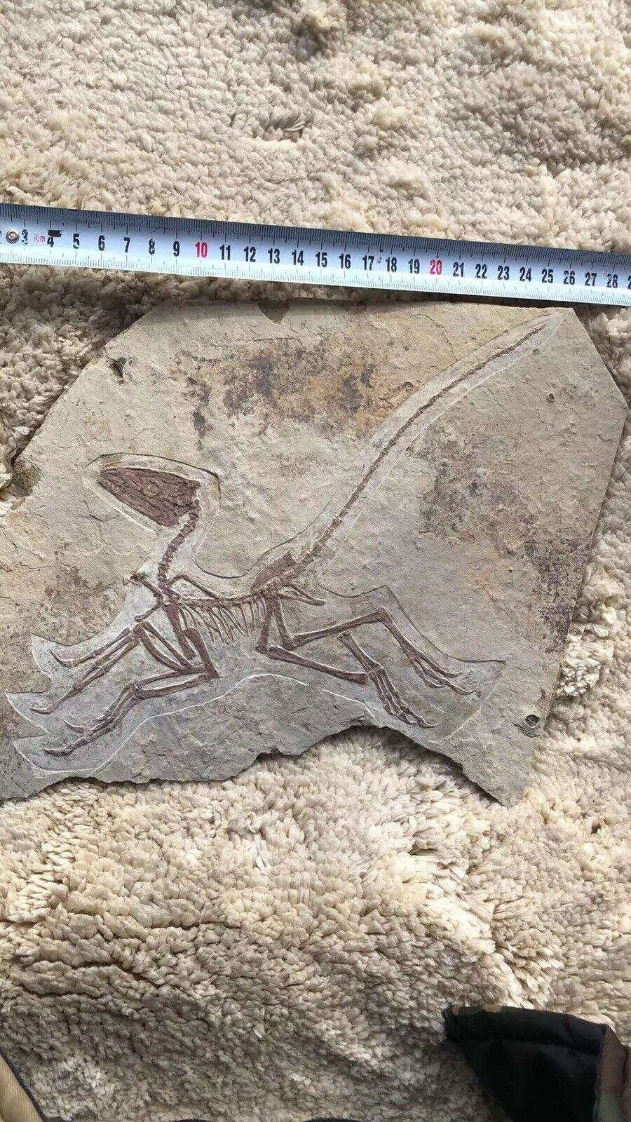 Model……Rare Chinese Best Triassic  Anchiornis huxleyi      Dinosaur fossil