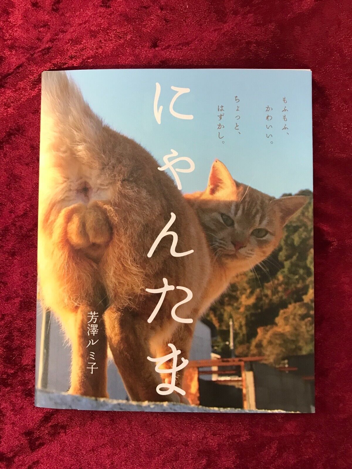 Nyantama Cat Testicles Photo Book Japan