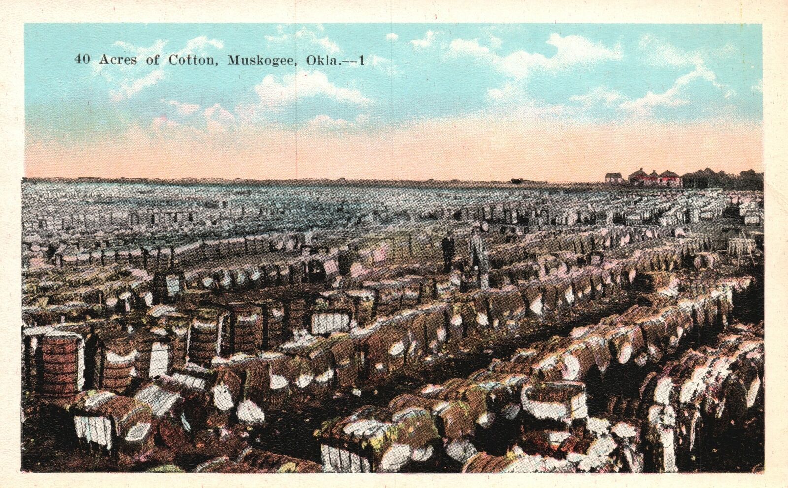 Vintage Postcard 1920\'s Acres of Cotton Muskogee Oklahoma OK