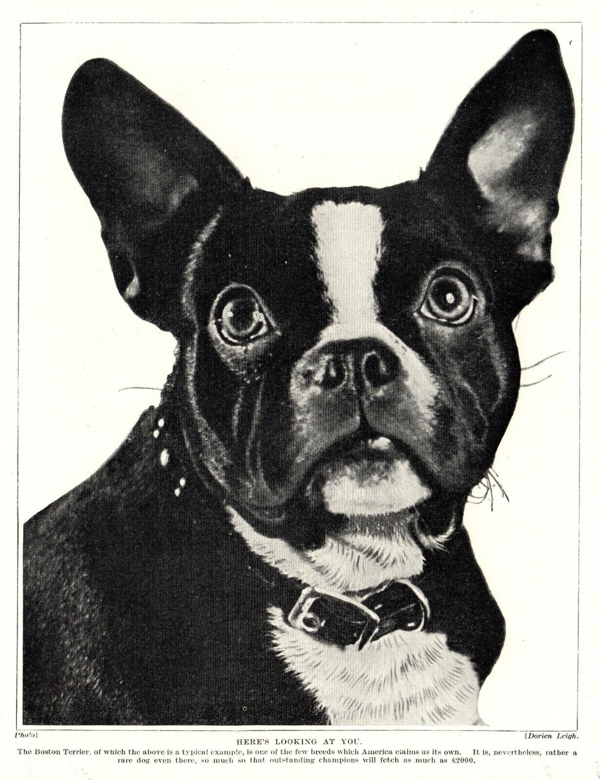 1930s Antique Boston Terrier Dog Print Heres Looking At You Dog Print 4265j