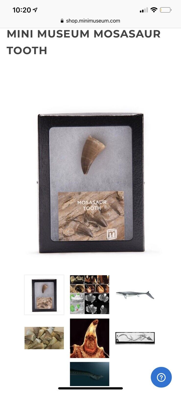 SOLD-OUT HANS FEX MINI MUSEUM MOSASAUR TOOTH SPECIMEN