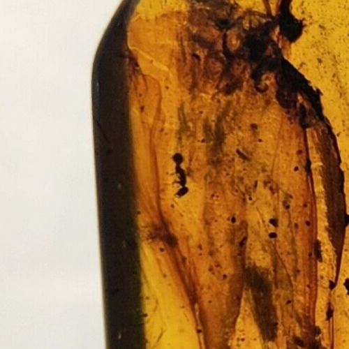 Hymenoptera (Wasp) and Coleoptera (Beetle) Inclusion In Burmese Amber - Myanmar