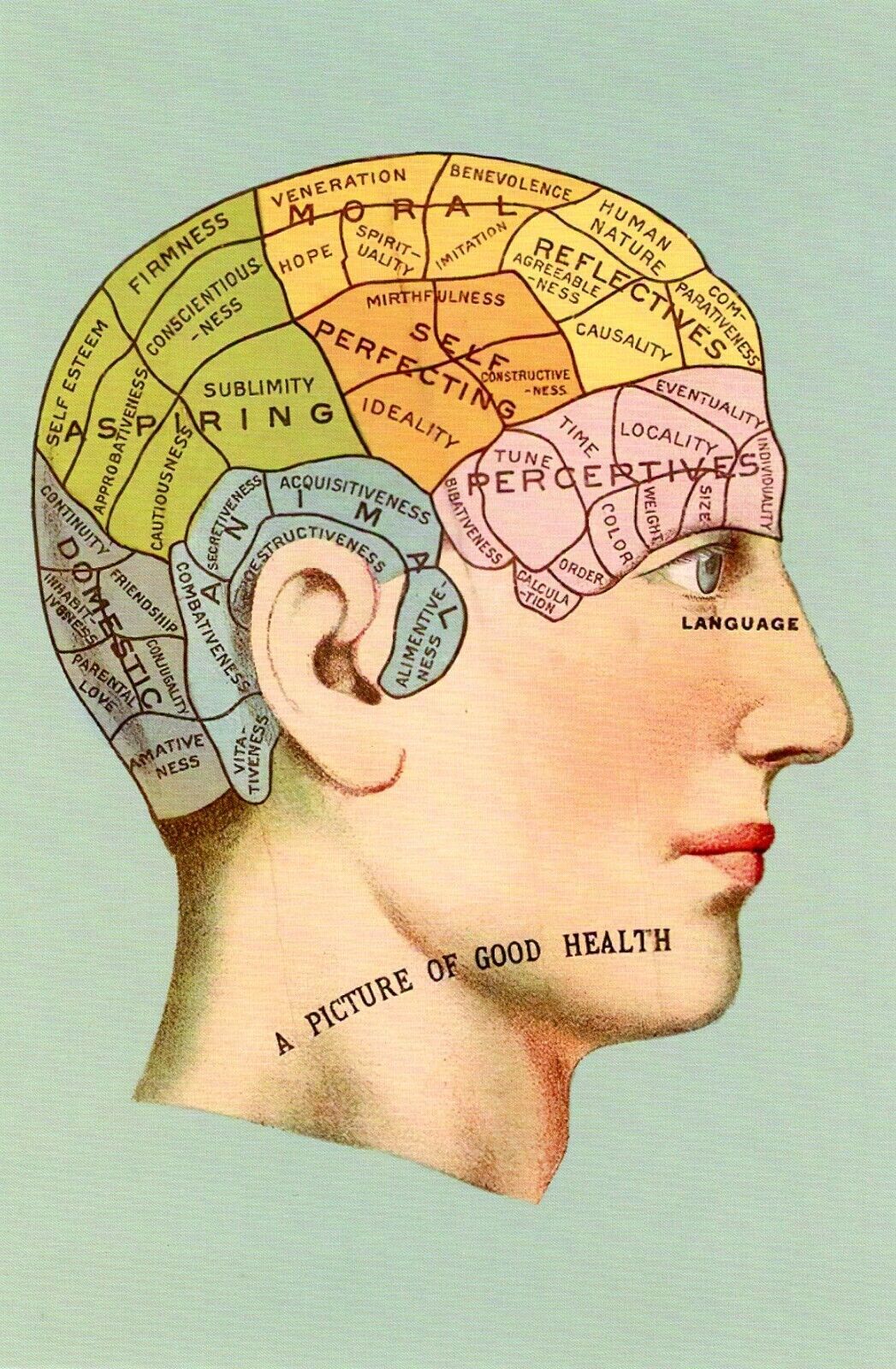 Brain Health --POSTCARD