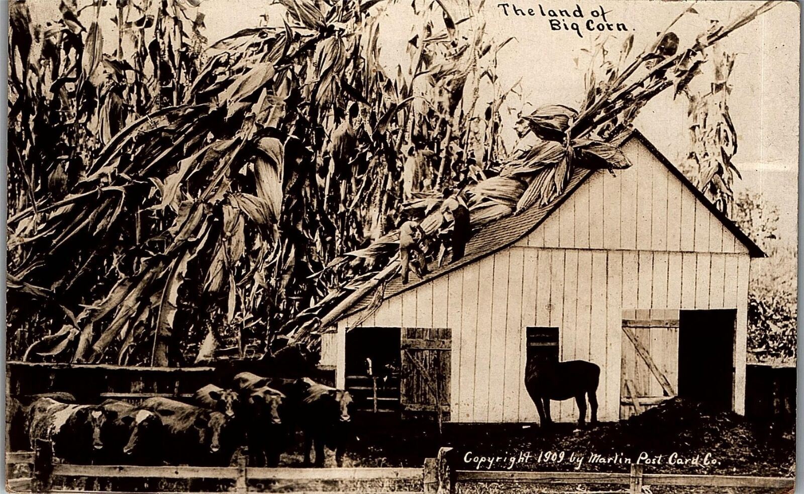 1909 SURREAL REAL PHOTO EXAGGERATION THE LAND OF BIG CORN RPPC POSTCARD 38-53
