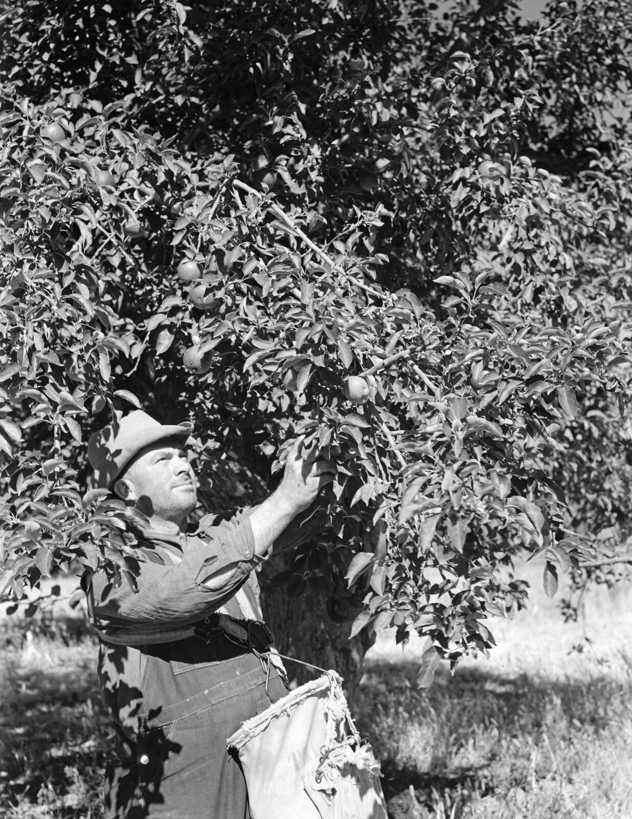 1939 Harvesting Apples, Fremont County, Colorado Old Photo 8.5\