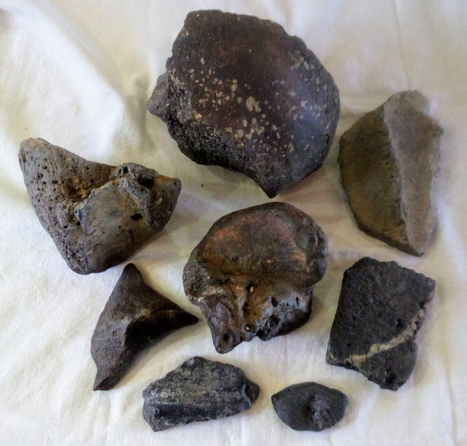 8+ Pound Lot Of Fossil Mammal Bone Partials And Fragments S. Carolina Ocean...