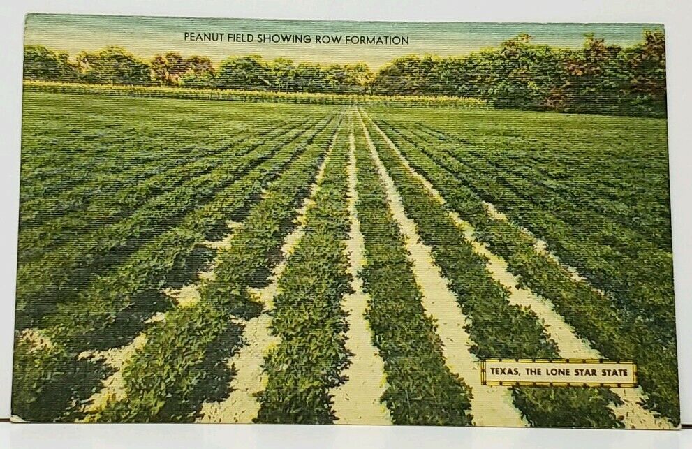 TEXAS Peanut Fields Dhowing Row Formations The Lone Star State Postcard I7