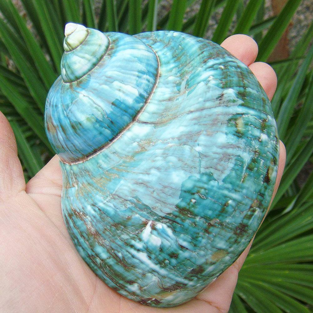 1pc Natural Green Turban Shell Conch Coral Sea Snail Fish Tank Home Decoration
