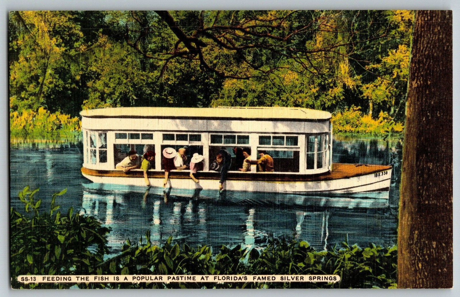 Famed Silver Springs, Florida - Popular  Feeding the Fish - Vintage Postcard