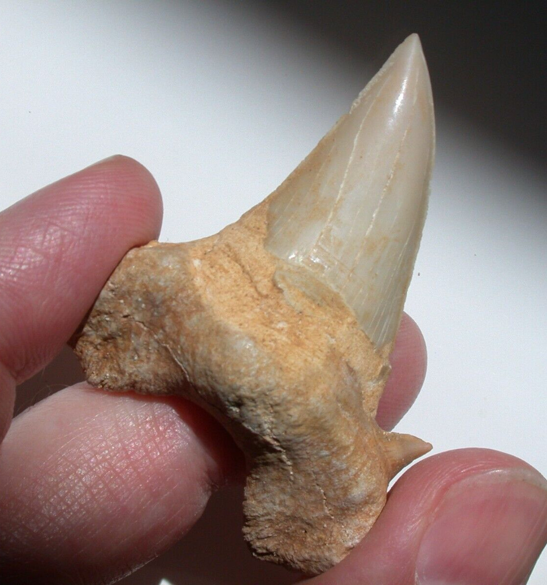 EXTINCT Large Otodus Fossil Shark Tooth 1.81 Inches Length Sharp Megalodon