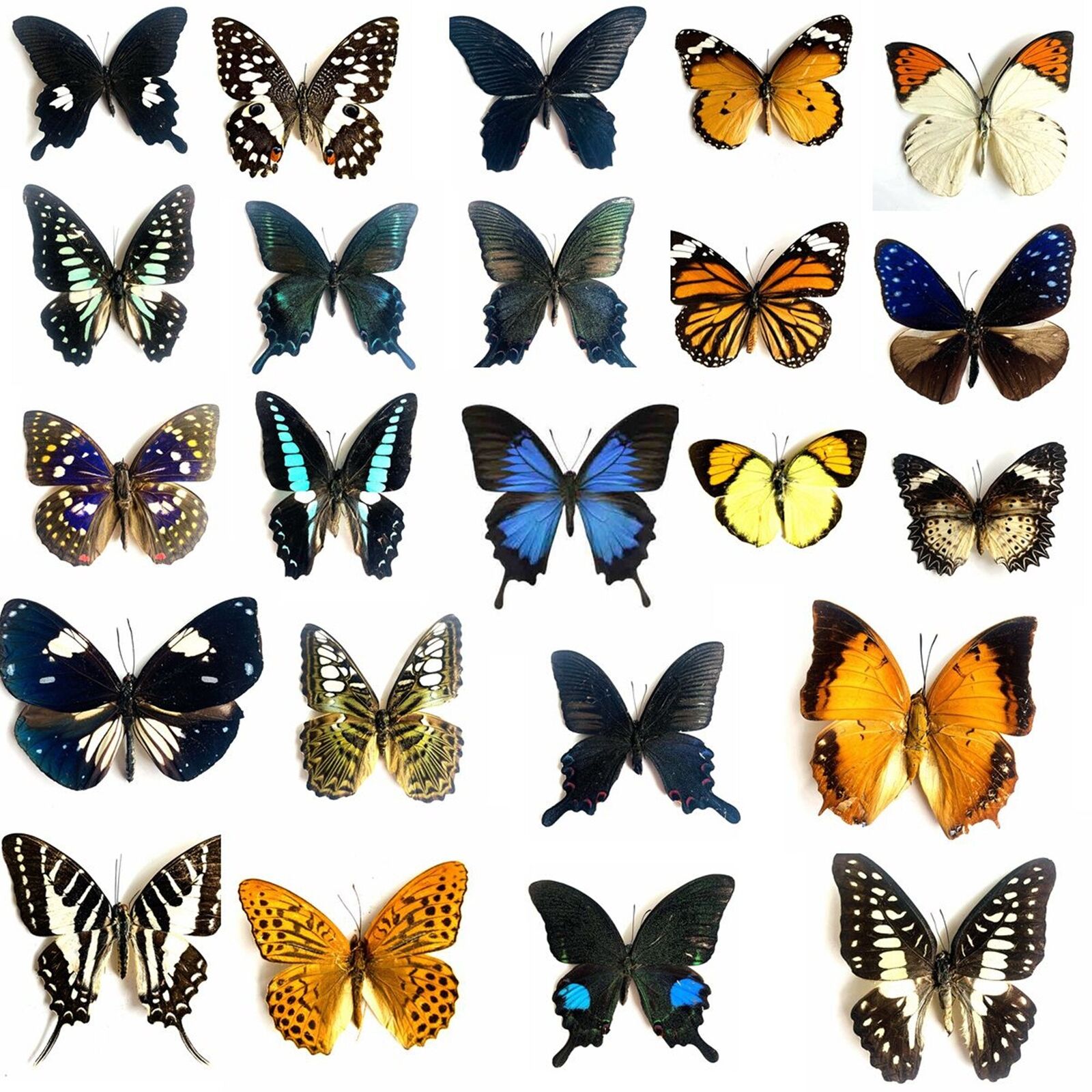 10pcs（Butterfly species with no duplicates）​natural Real Butterflies Specimen