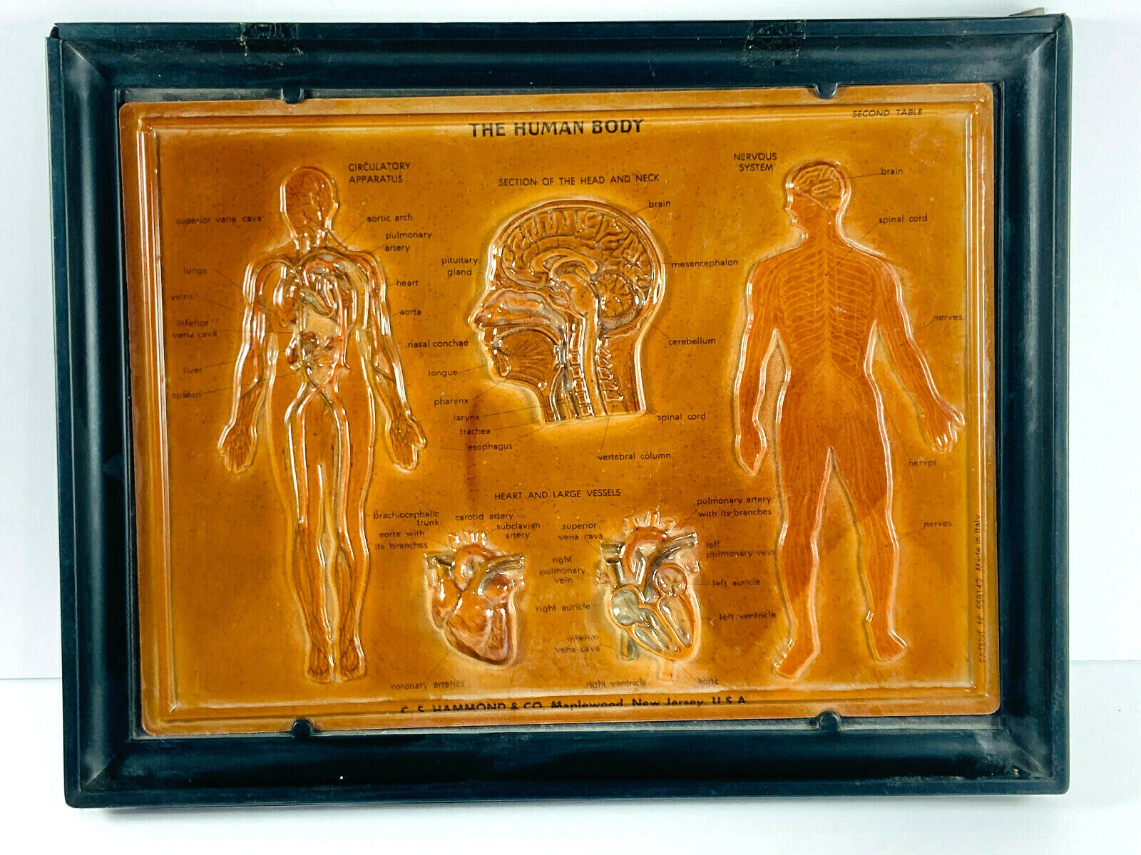 vtg 40s 50s C.S. Hammond & Co. Human Body Medical Science Display