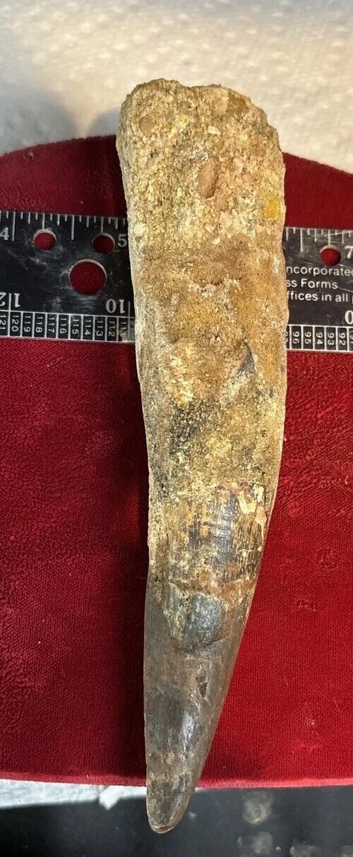 Massive Rare Spinosaurus Dinosaur Tooth Original Fossil 97.4 Mil Yrs Old 6”